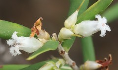 Styphelia pendula