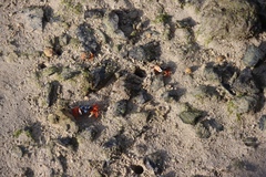 Gelasimus tetragonon