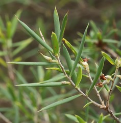Styphelia pendula