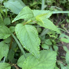 Cyclocodon lancifolius