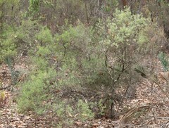 Styphelia pendula