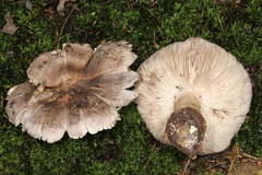 Tricholoma pullum