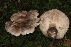 Tricholoma pullum