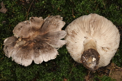 Tricholoma pullum