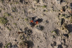 Gelasimus tetragonon