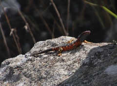 Pseudocordylus melanotus