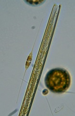 Cylindrotheca closterium