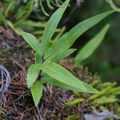 Pyrrosia polydactylos