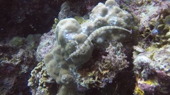 Syngnathidae