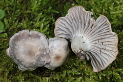 Cuphophyllus canescens