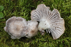 Cuphophyllus canescens