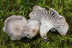 Cuphophyllus canescens