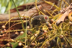 Aplonis panayensis