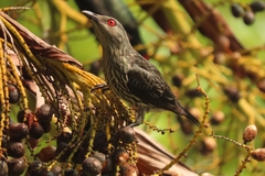 Aplonis panayensis