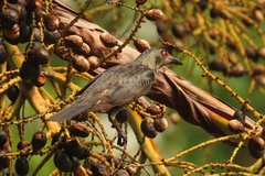 Aplonis panayensis