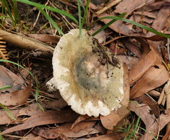 Russula iterika