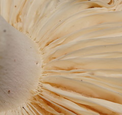 Russula iterika