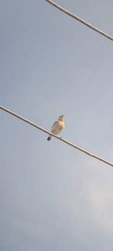 Isabelline Wheatear