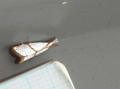 Pseudargyria interruptella