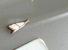 Pseudargyria interruptella