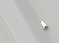 Pseudargyria interruptella