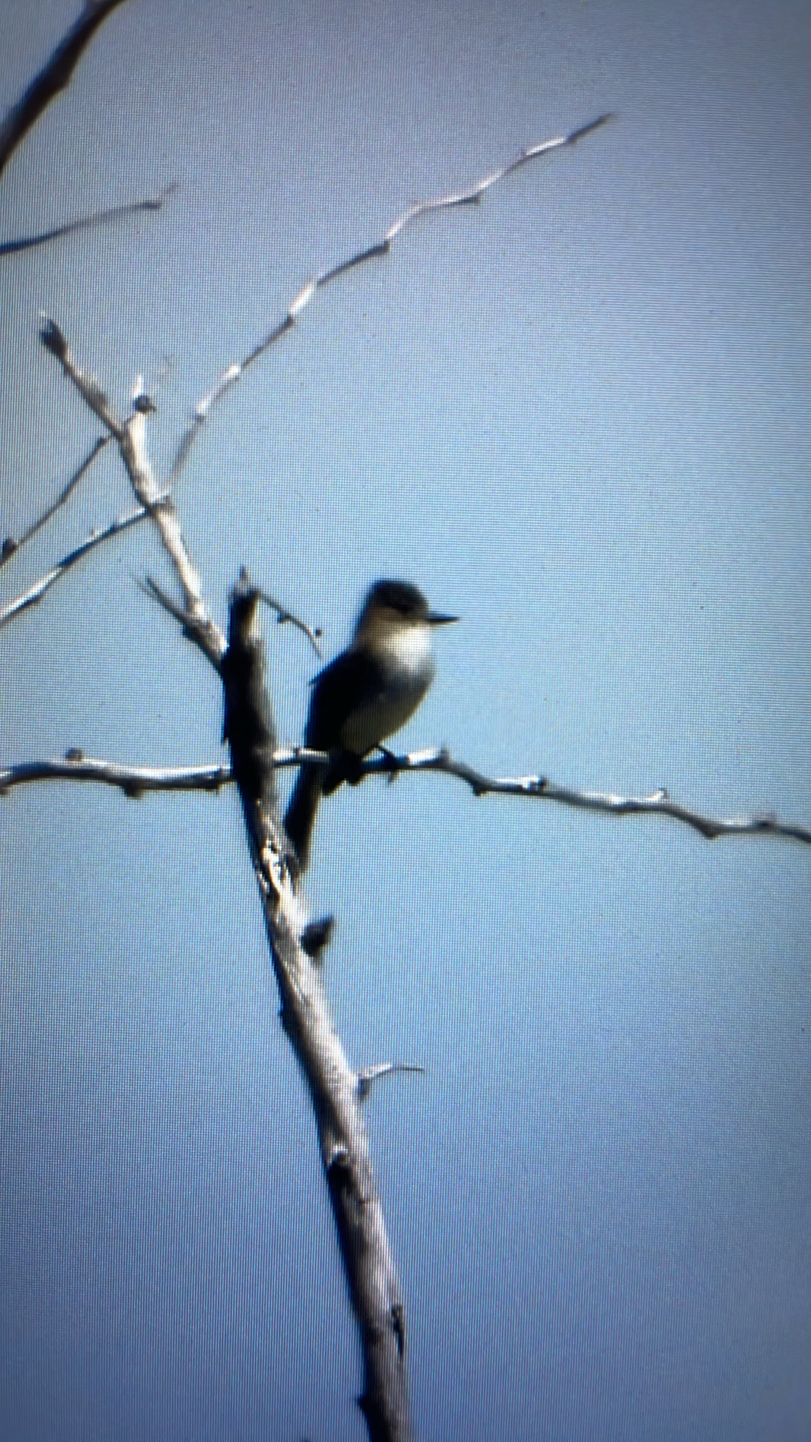 Puerto Rican Flycatcher (Myiarchus antillarum), photo 3