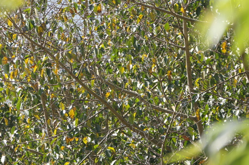 Ficus amplissima, photograph 4