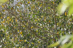 Ficus amplissima, photograph (c) Dinesh Valke, some rights reserved (CC BY-SA)
