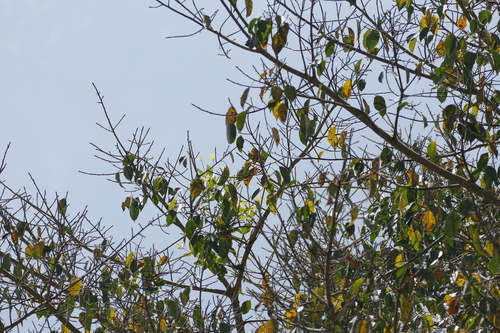 Ficus amplissima, photograph 5