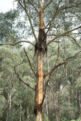 Eucalyptus cypellocarpa