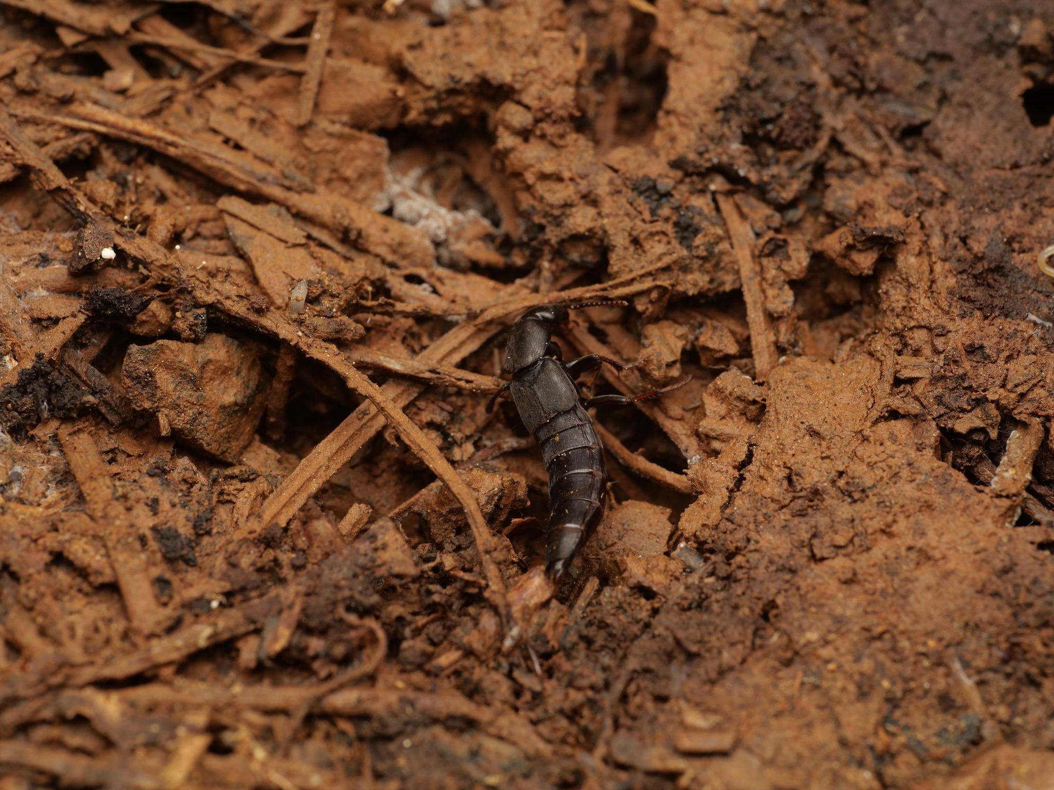 Ocypus aethiops