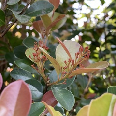 Syzygium elliptifolium