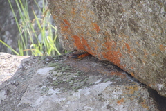 Pseudocordylus melanotus