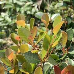 Syzygium elliptifolium
