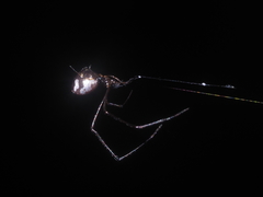 Argyrodes argentatus