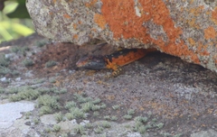 Pseudocordylus melanotus