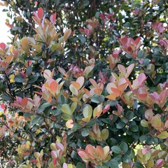 Syzygium elliptifolium