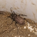Carabus - Photo (c) Tim Leilich, some rights reserved (CC BY), uploaded by Tim Leilich