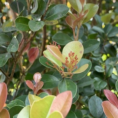 Syzygium elliptifolium