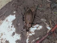 Carabus ulrichii