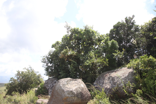 Image of Cephalanthus natalensis by (c) Tony Rebelo, some rights reserved (CC BY-SA)