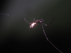 Argyrodes argentatus
