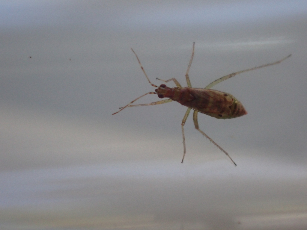 Dicyphus tamaninii
