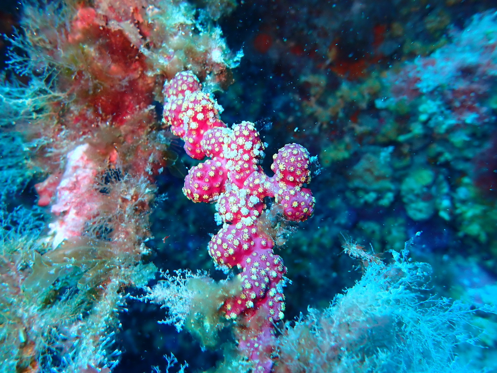 Alcyonium coralloides (Pallas, 1766)