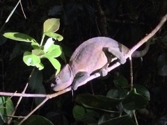 Calumma oshaughnessyi