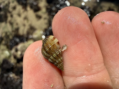 Tritia incrassata