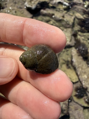 Littorina littorea