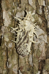 Akanthomyces aculeatus