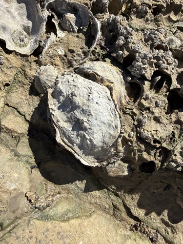 Magallana gigas