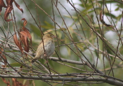 Euplectes franciscanus